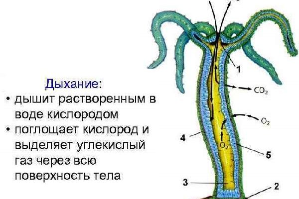 Omg omgruzxpnew4af зеркало